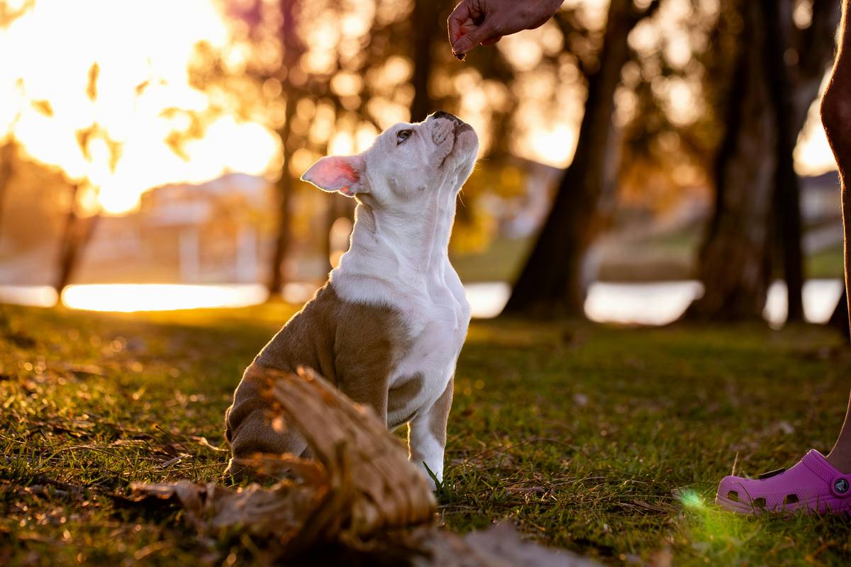 A calm golden retriever receiving a treat mid-session as trainer smiles; Positive Reinforcement Techniques demonstrated in real time