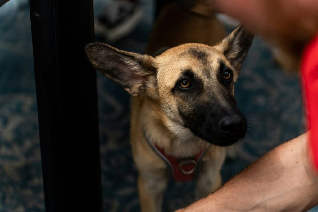 Positive Reinforcement Techniques: 7 Proven Ways to Avoid Frustrating Training Setbacks