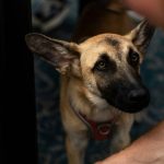 Positive Reinforcement Techniques: 7 Proven Ways to Avoid Frustrating Training Setbacks